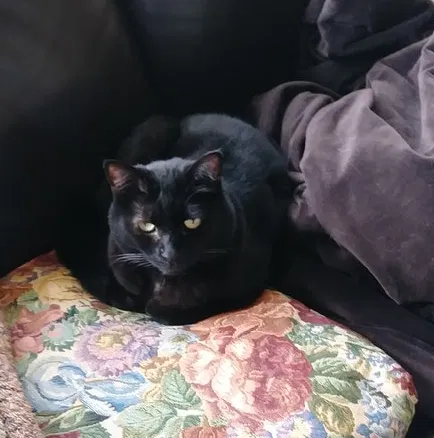 Lost cat in Bellevue, WA, 98006