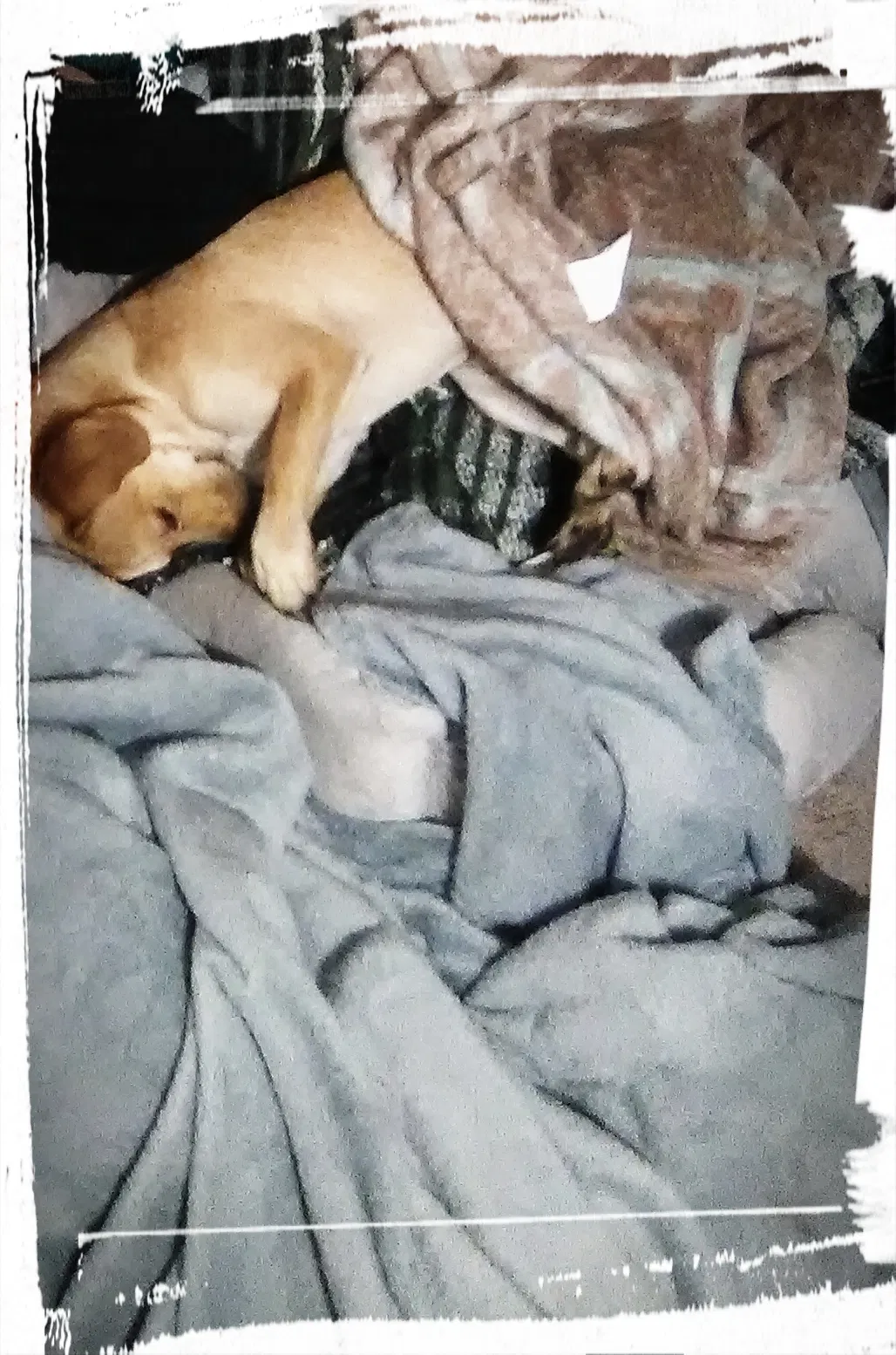 Lost dog in Stockton, CA, 95210