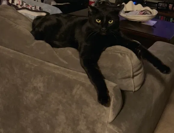 Lost cat in East Amherst, NY, 14051
