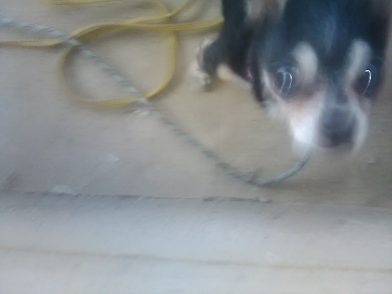 Found dog in Bakersfield, CA, 93304