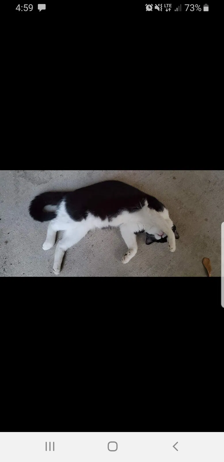 Lost cat in Mobile, AL, 36693