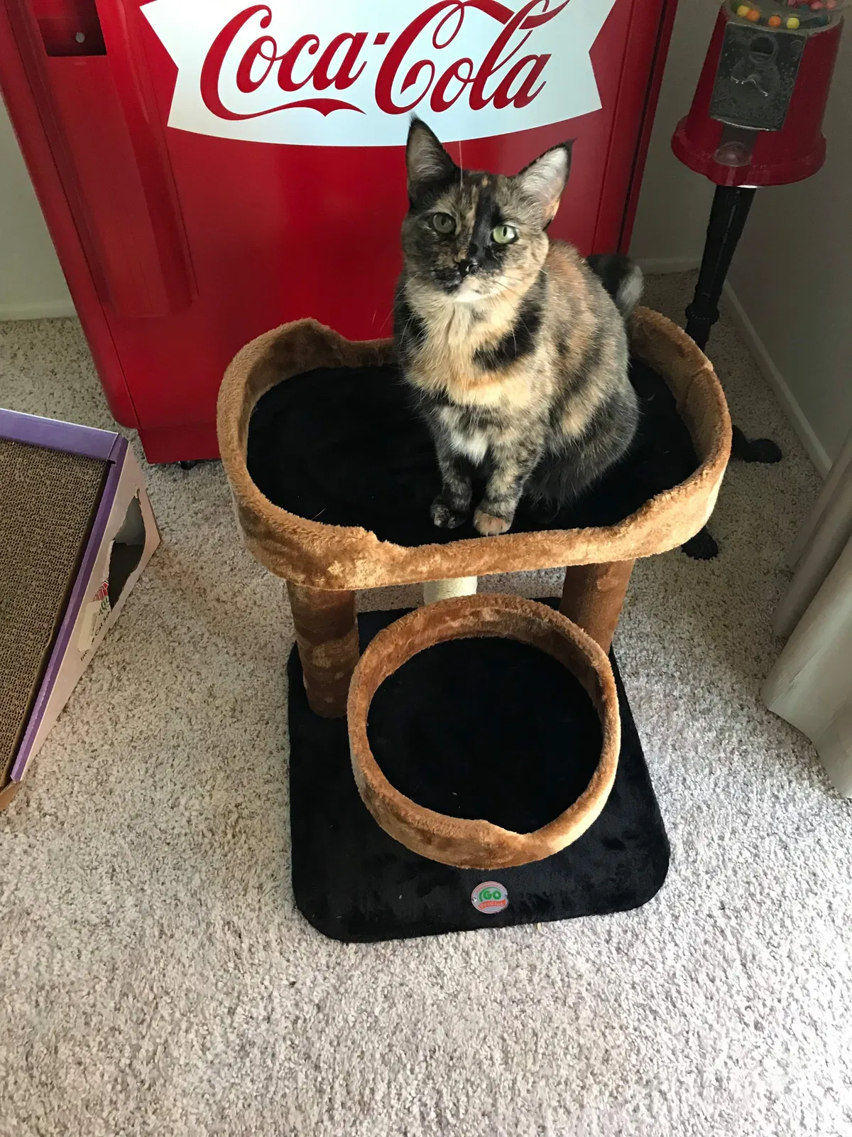 Lost cat in Phoenix, AZ, 85086