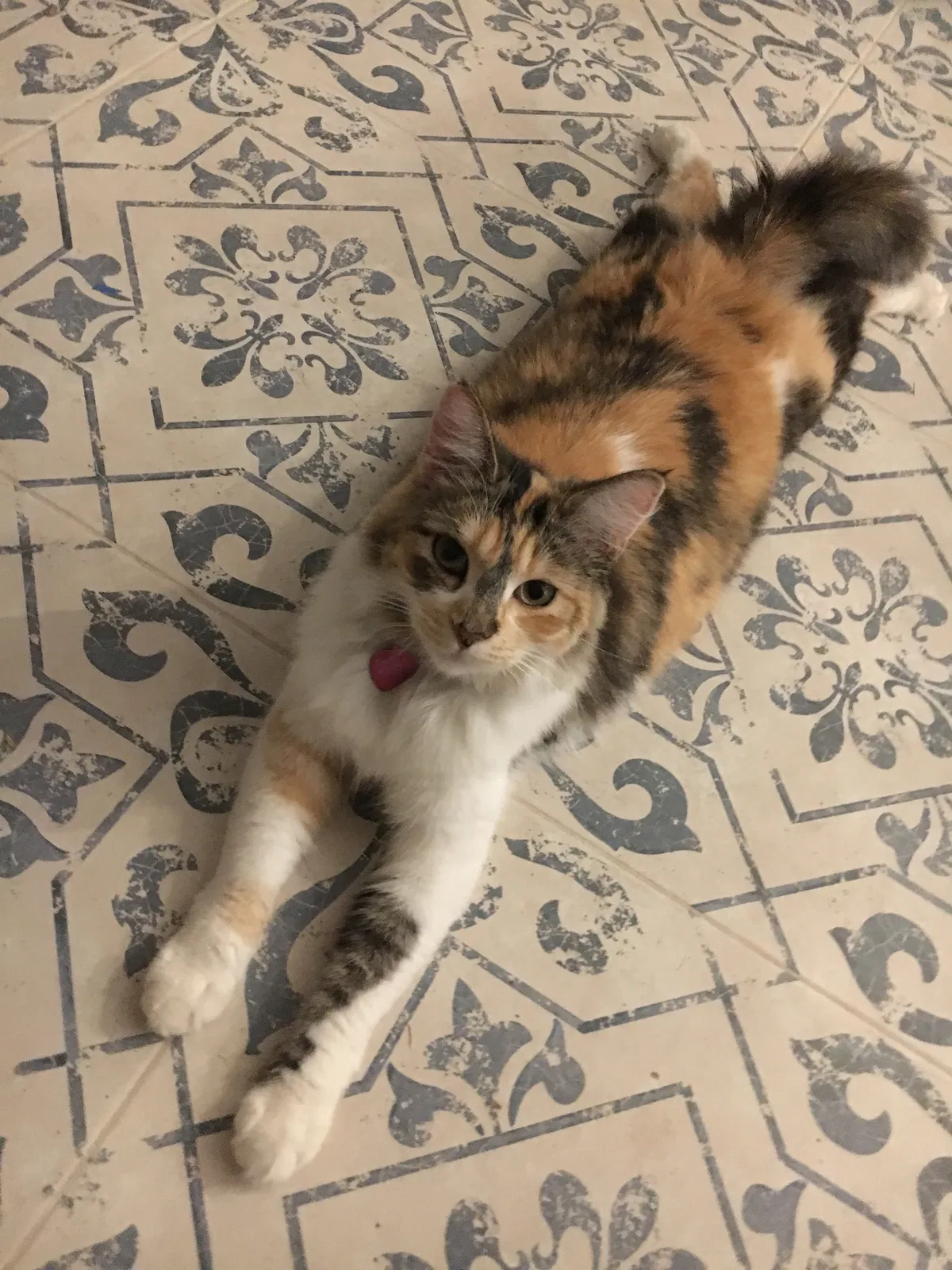 Lost cat in Scottsdale, AZ, 85266