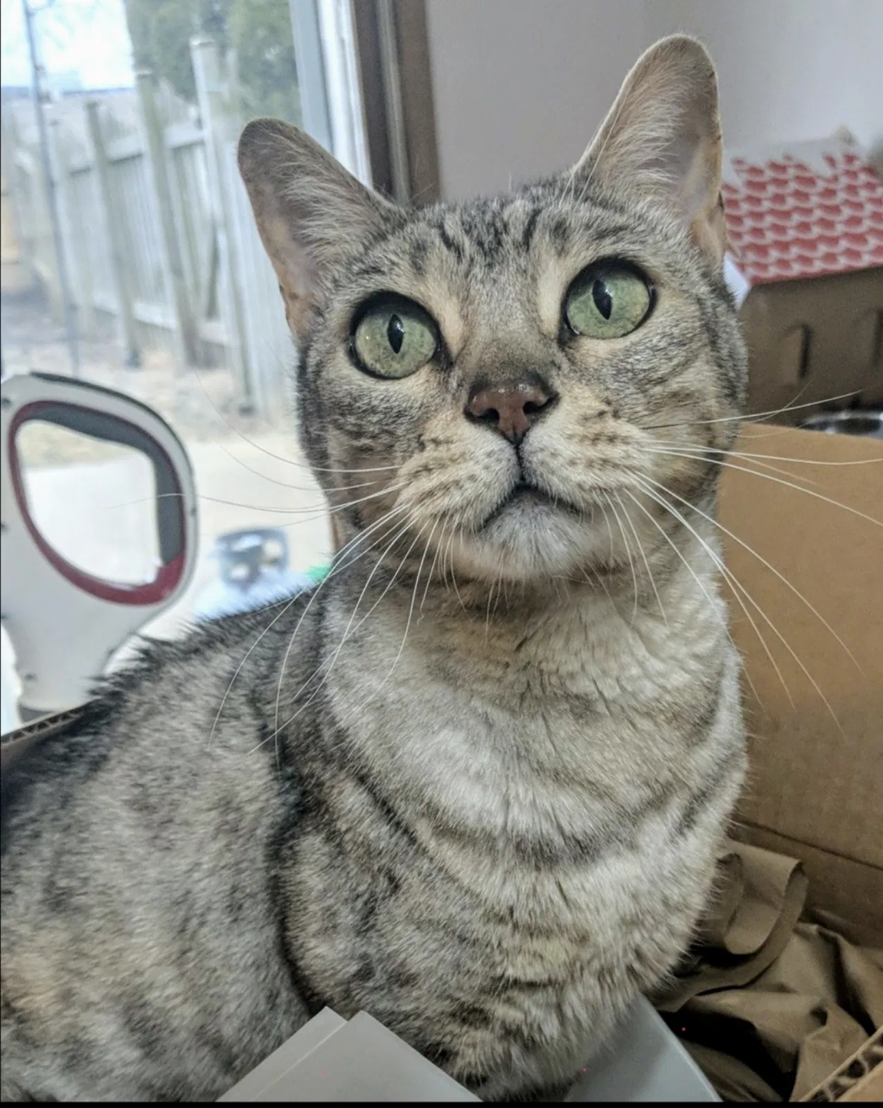Lost cat in South Elgin, IL, 60177