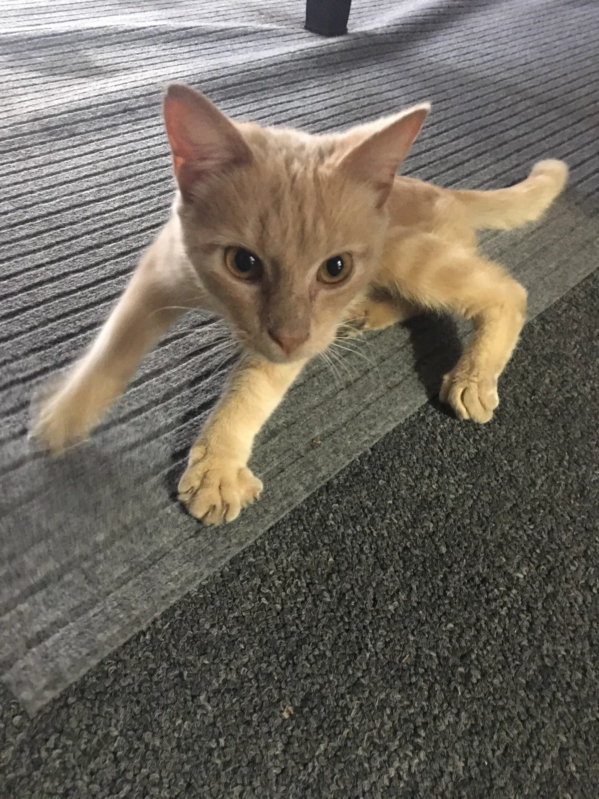 Lost cat in Greensboro, NC, 27409