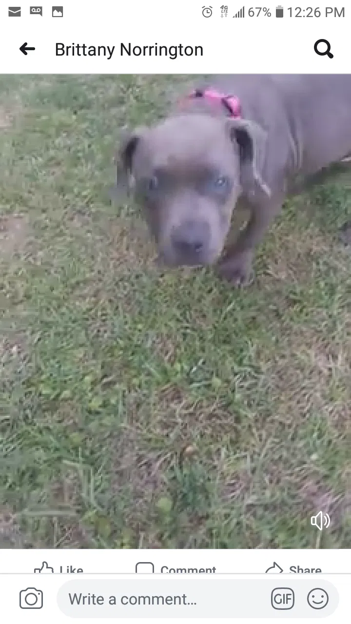 Lost dog in Jonesboro, GA, 30236