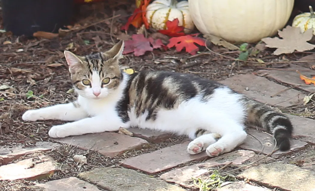Lost cat in Social Circle, GA, 30025
