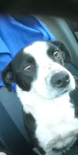 Lost dog in Spencer, OK, 73084