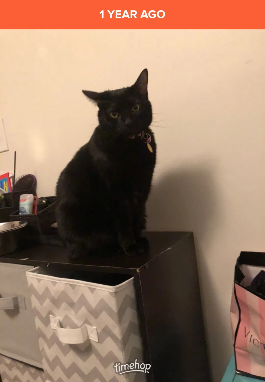 Lost cat in Mount Vernon, OH, 43050