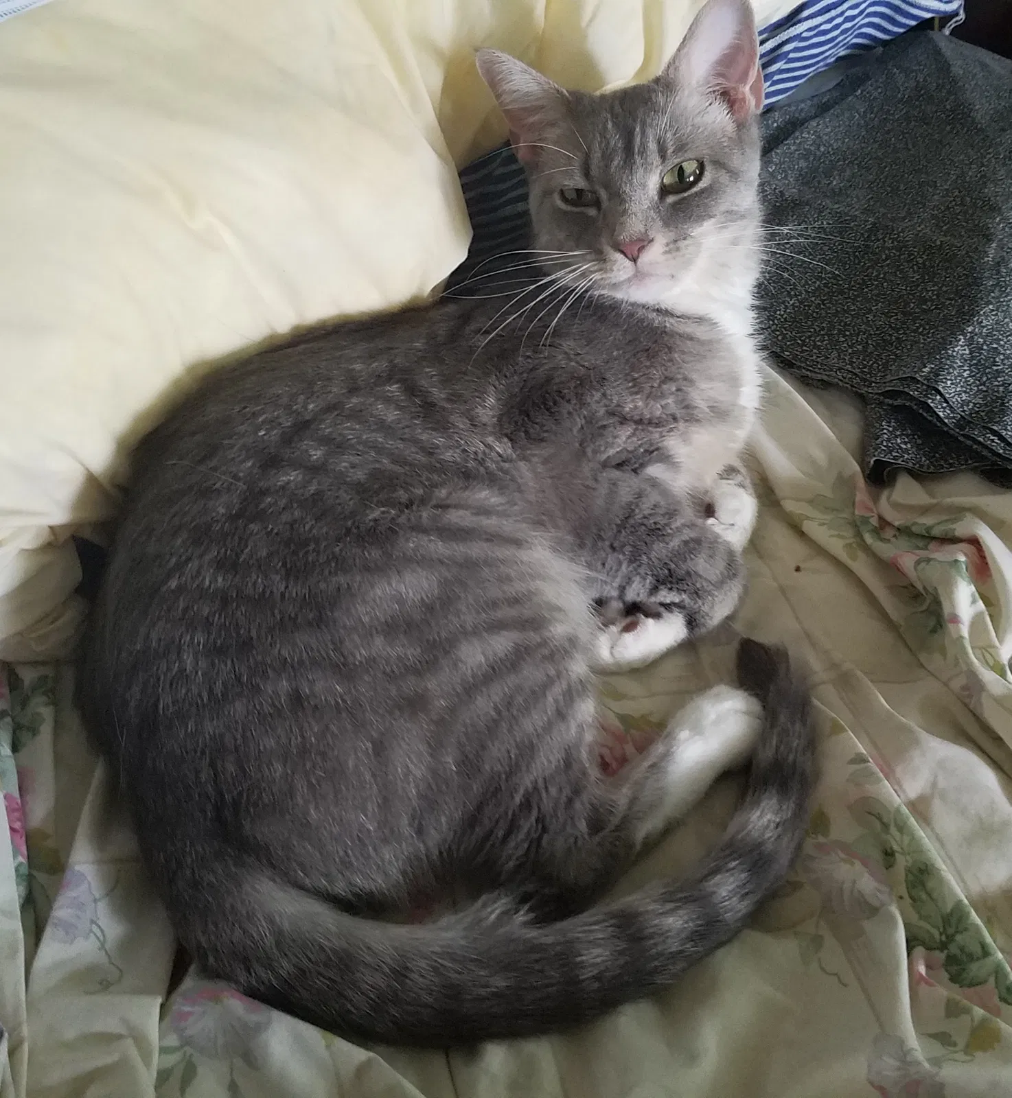 Lost cat in Westerville, OH, 43081