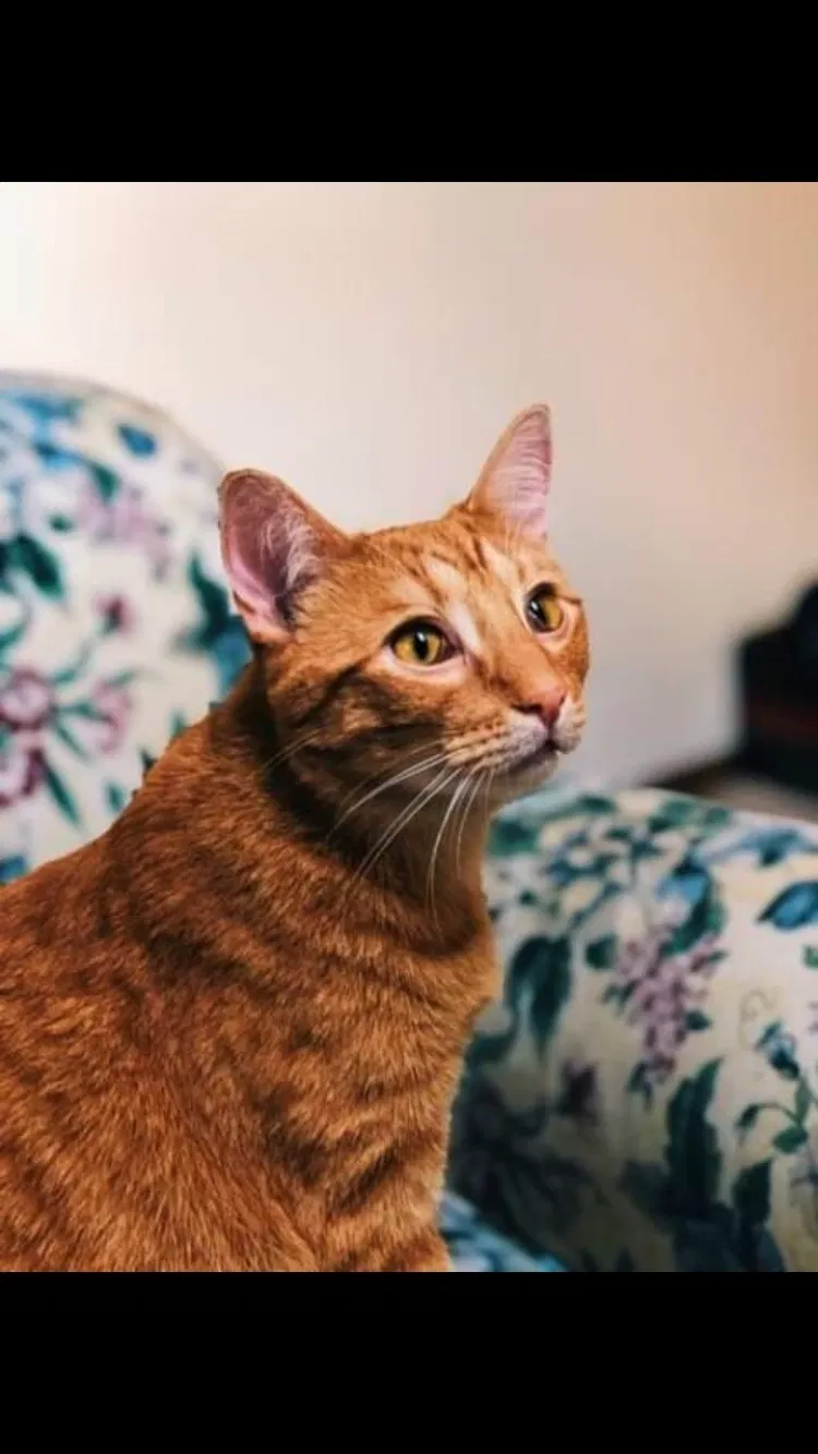 Lost cat in Green Bay, WI, 54302