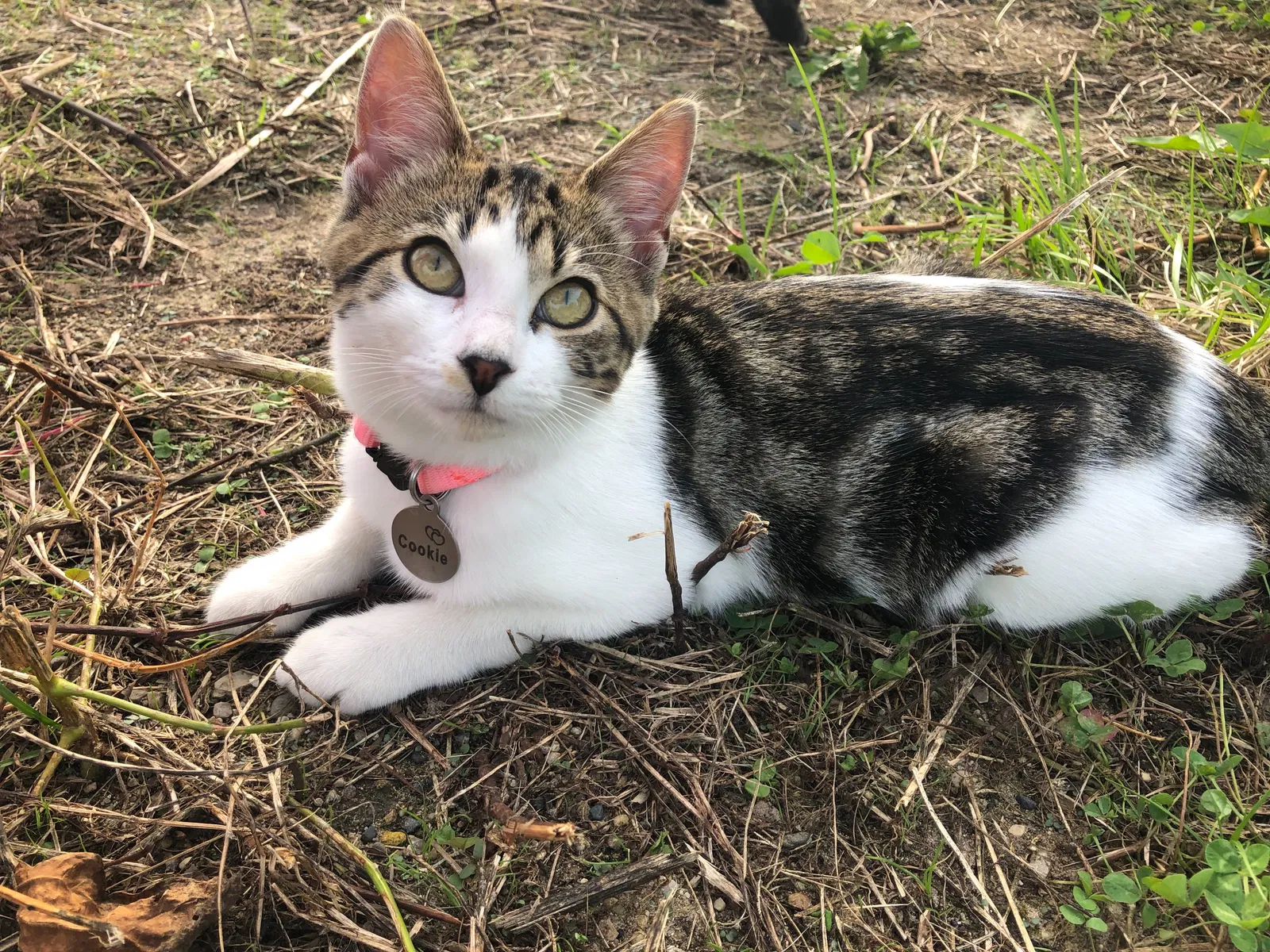 Lost cat in West Bend, WI, 53090
