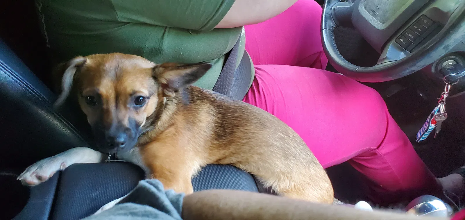 Lost dog in Troy, MO, 63379