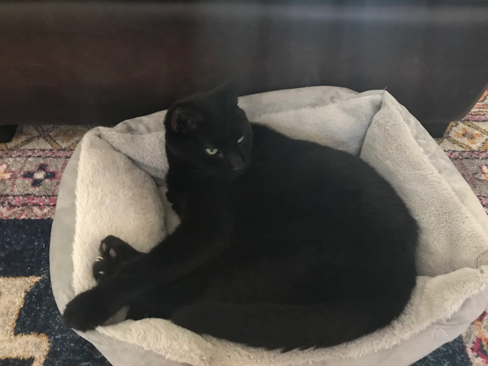 Lost cat in Scottsdale, AZ, 85254