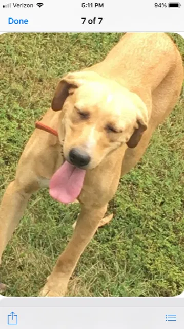 Lost dog in Front Royal, VA, 22630
