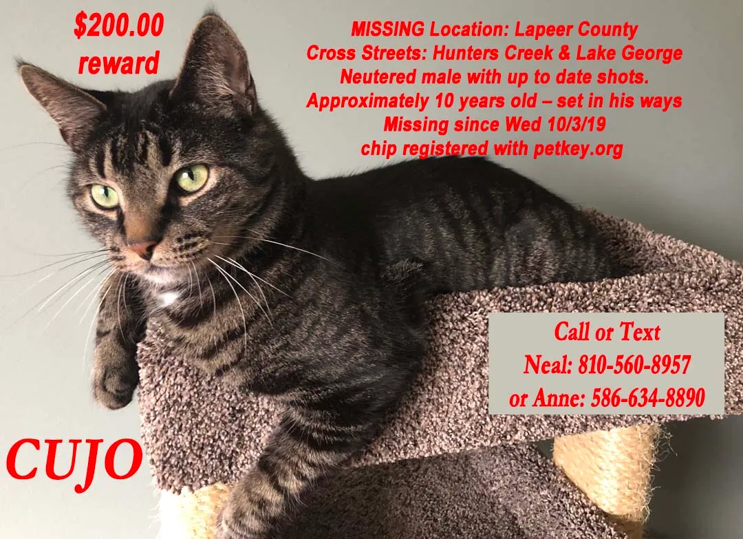 Lost cat in Metamora, MI, 48455