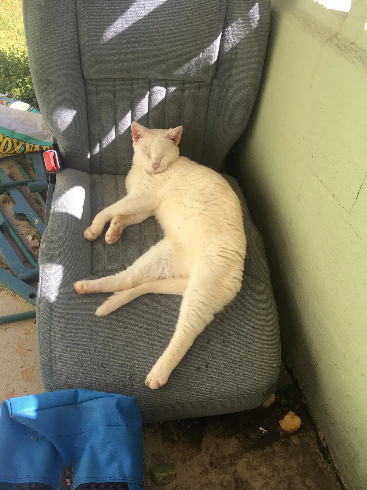 Lost cat in Athens, GA, 30606