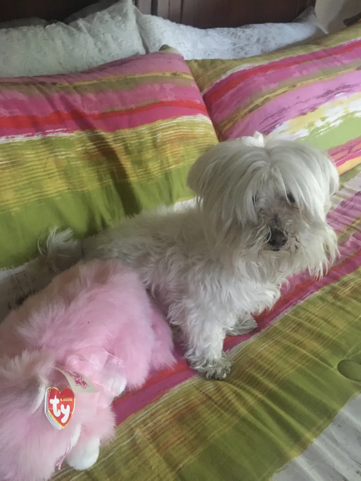 Lost dog in Antioch, CA, 94509