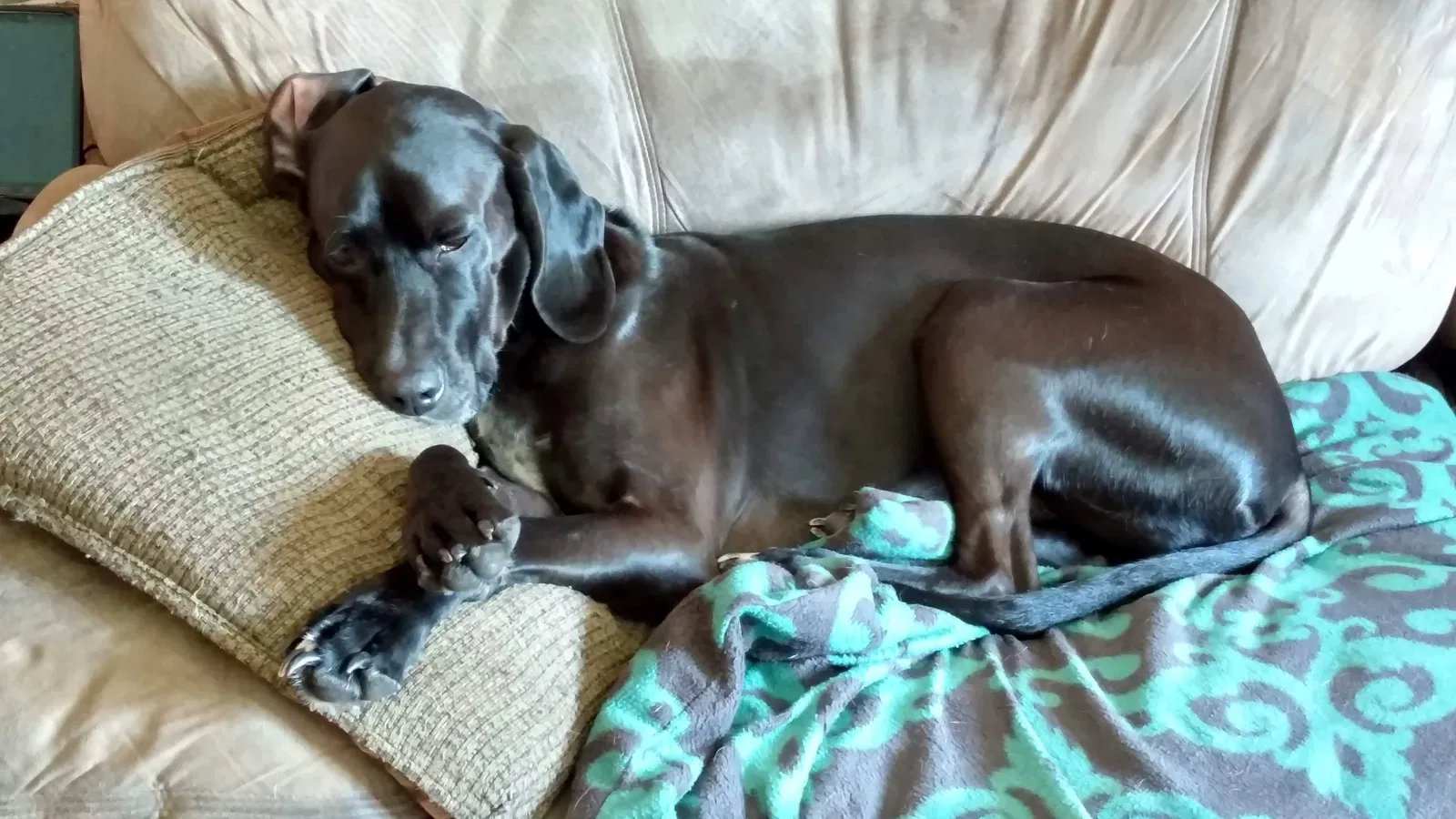 Lost dog in Van Etten, NY, 14889