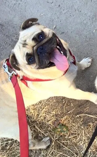 Lost dog in Modesto, CA, 95354