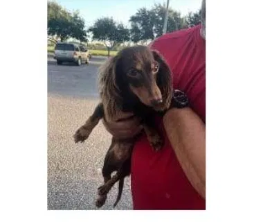 Lost dog in Mcallen, TX, 78504