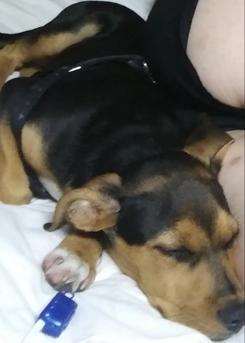 Lost dog in Tulsa, OK, 74110
