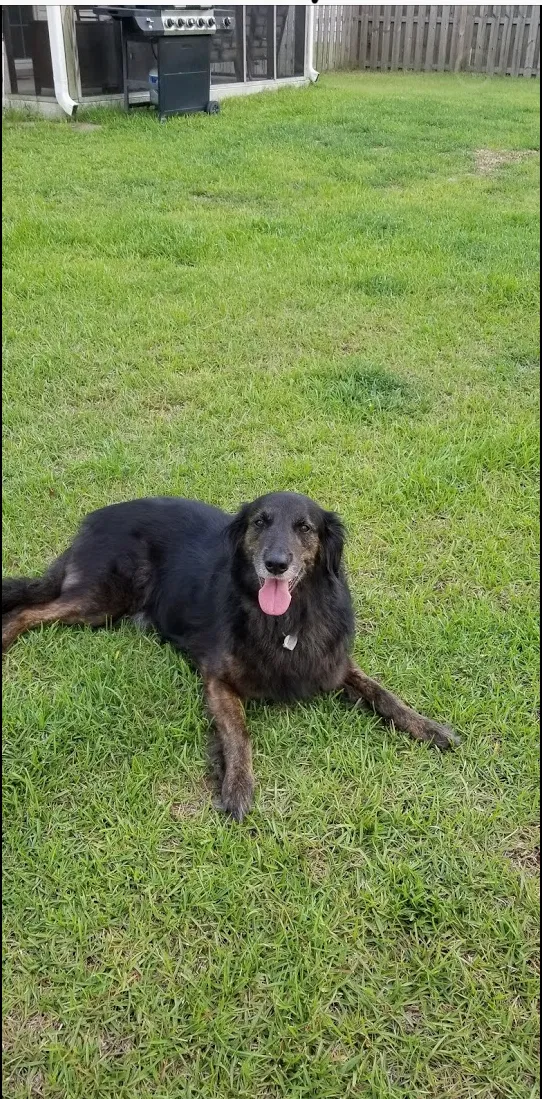 Lost dog in Jacksonville, NC, 28540