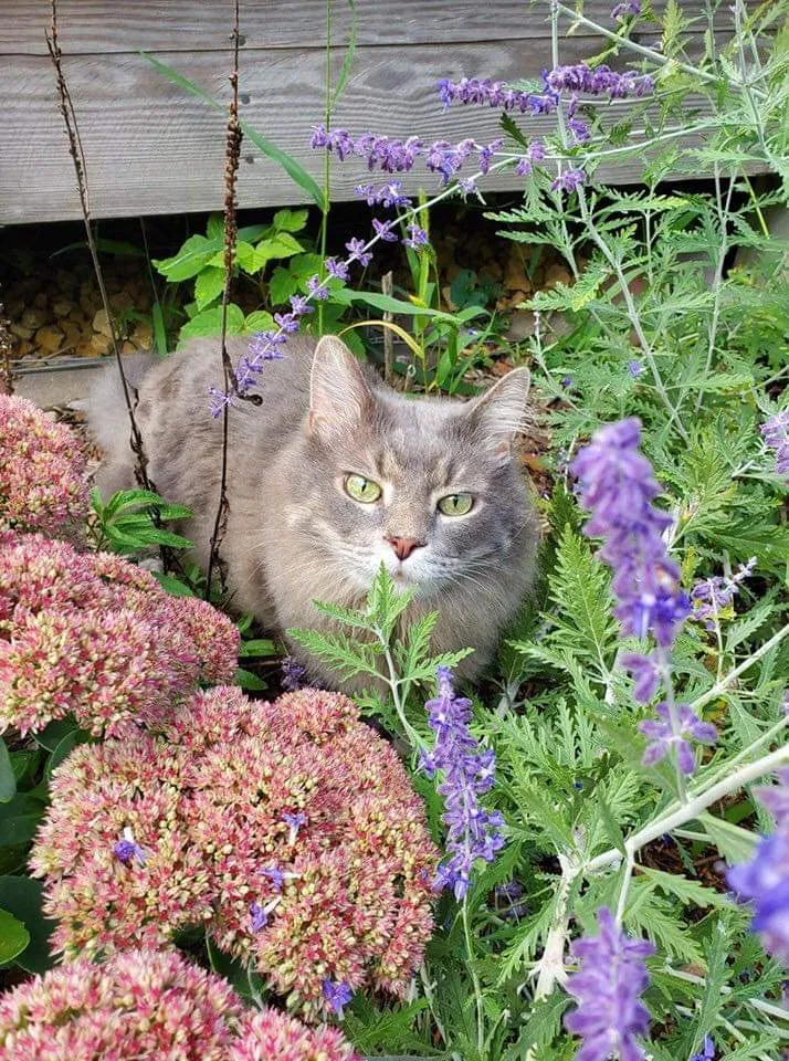Lost cat in Menomonie, WI, 54751