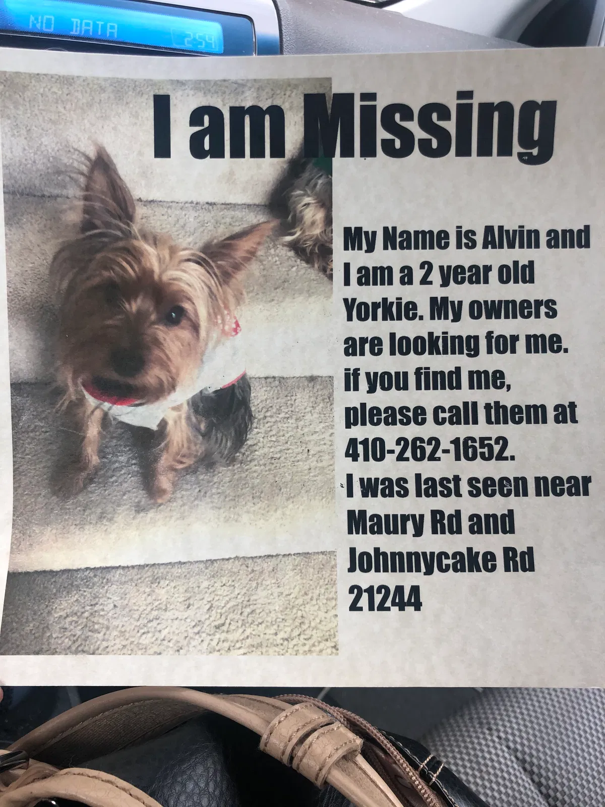 Lost dog in Windsor Mill, MD, 21244
