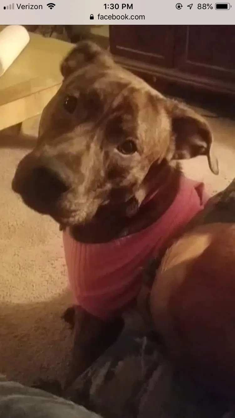 Lost dog in Woodbridge, VA, 22193