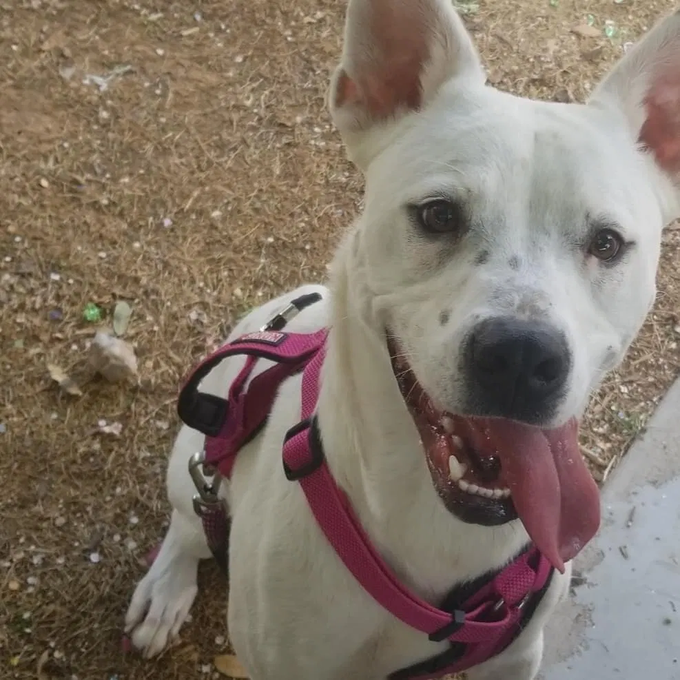 Lost dog in El Paso, TX, 79938