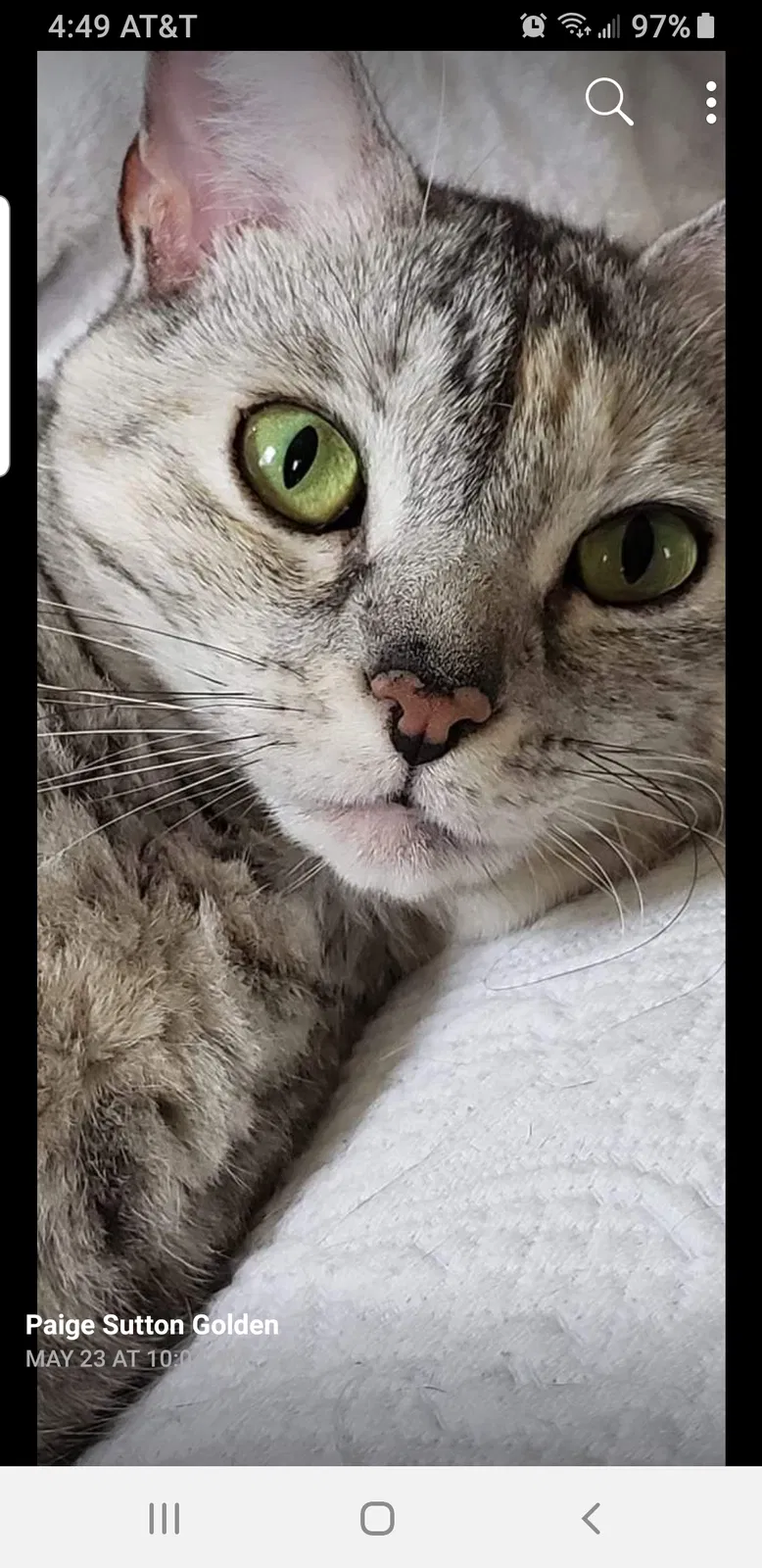 Lost cat in Chelsea, AL, 35043