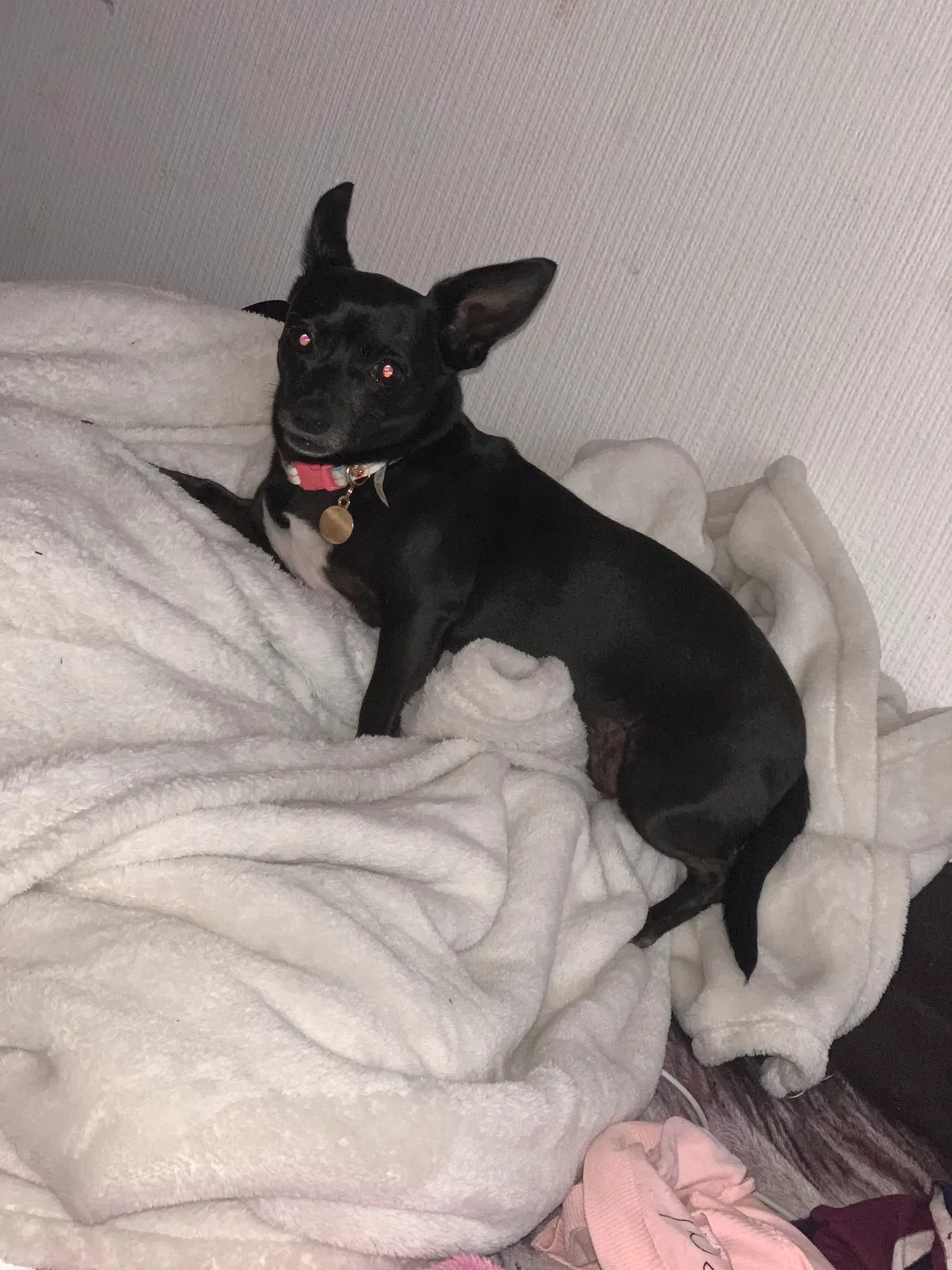 Lost dog in Homestead, FL, 33030