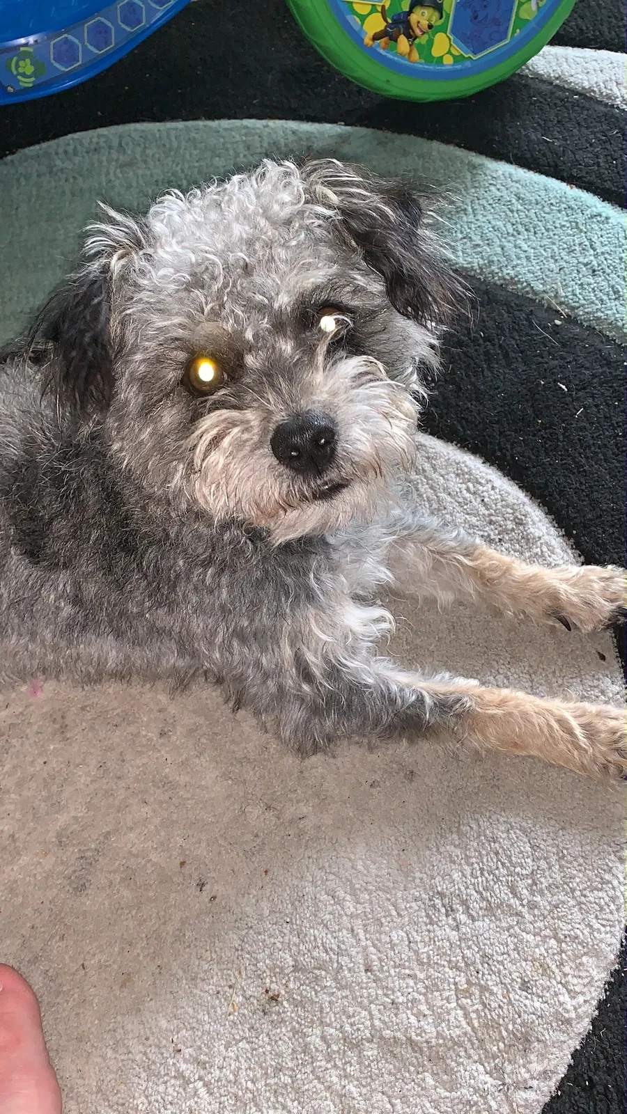 Lost dog in Saint Charles, MO, 63301