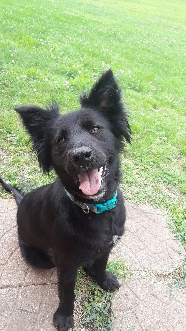 Lost dog in Spring Hill, KS, 66083