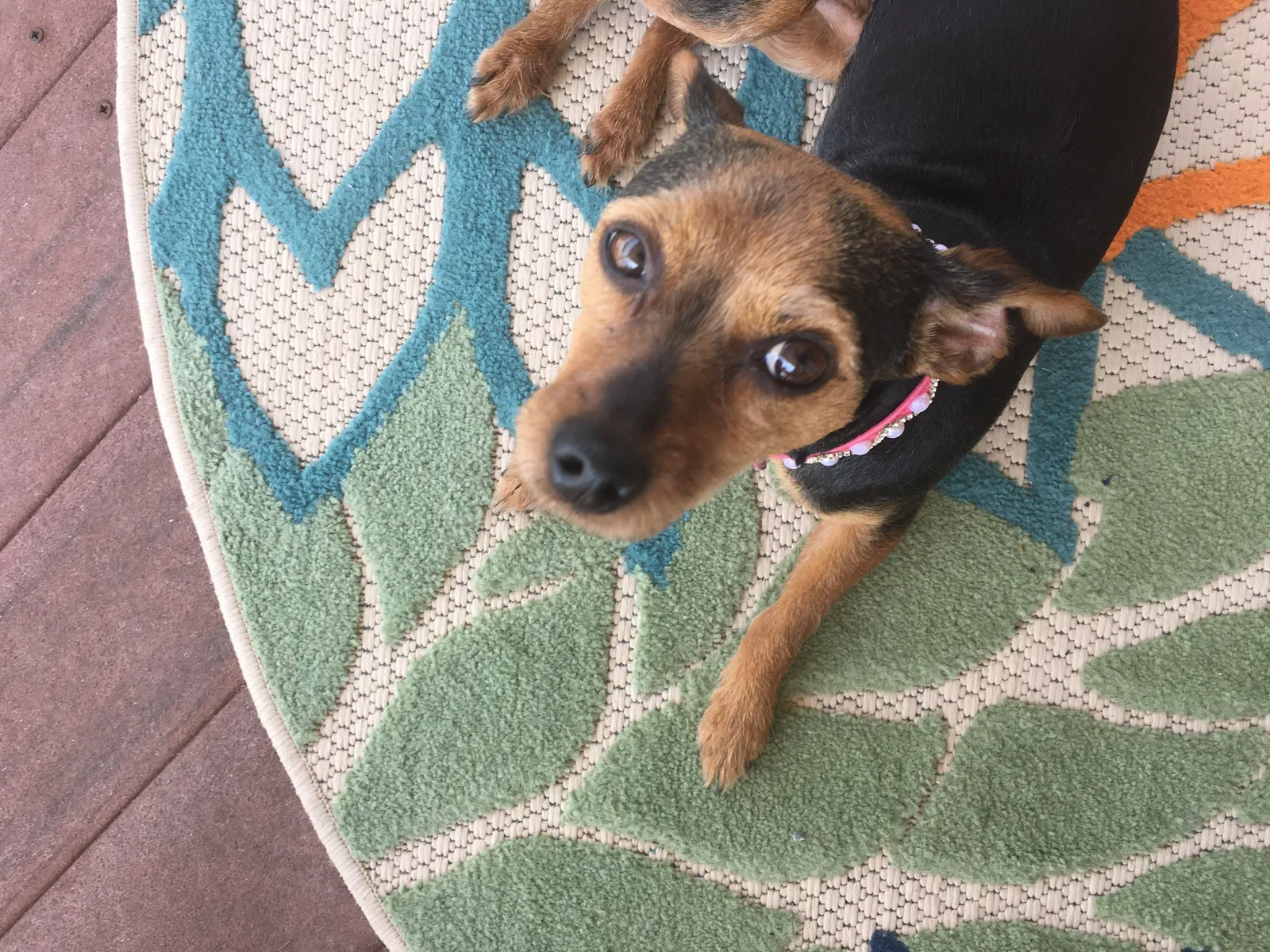 Lost dog in Vienna, GA, 31092