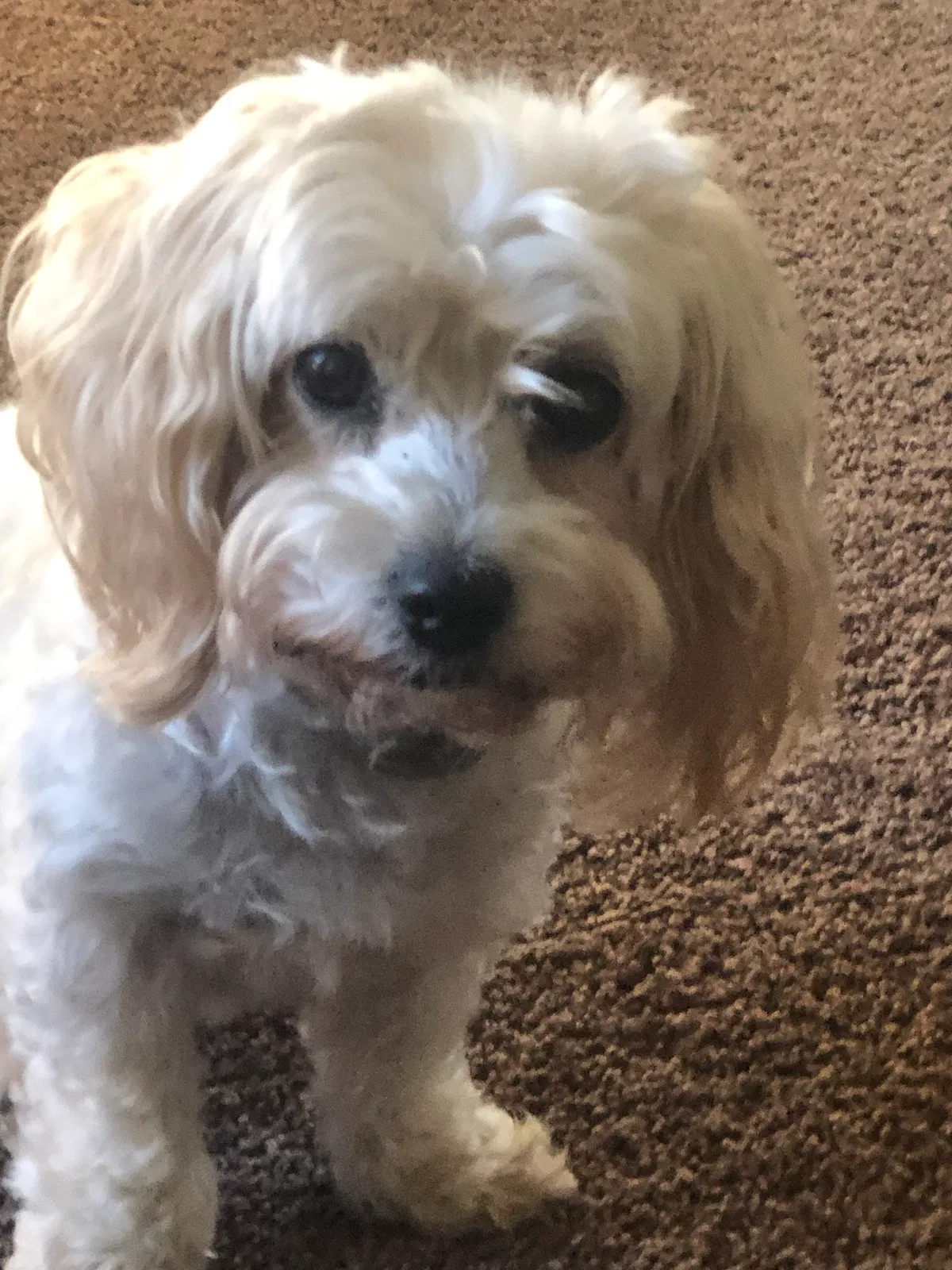 Lost dog in Salinas, CA, 93906