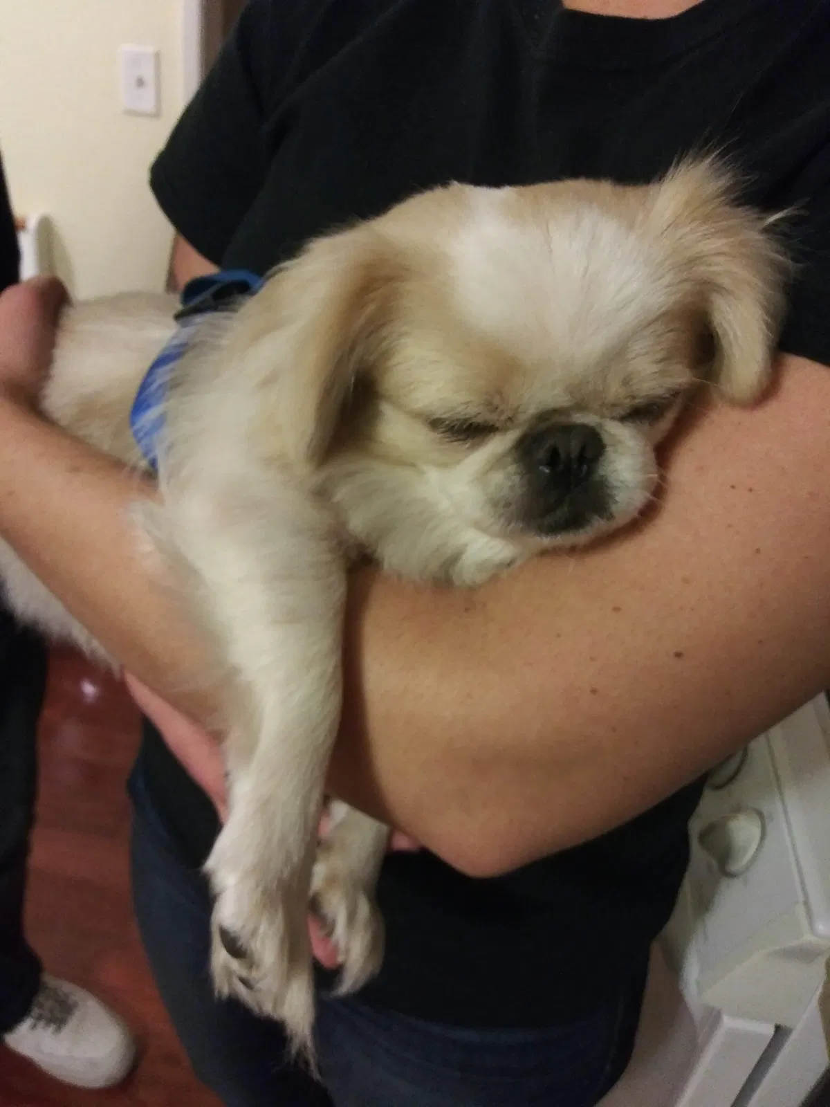 Lost dog in Glenpool, OK, 74033
