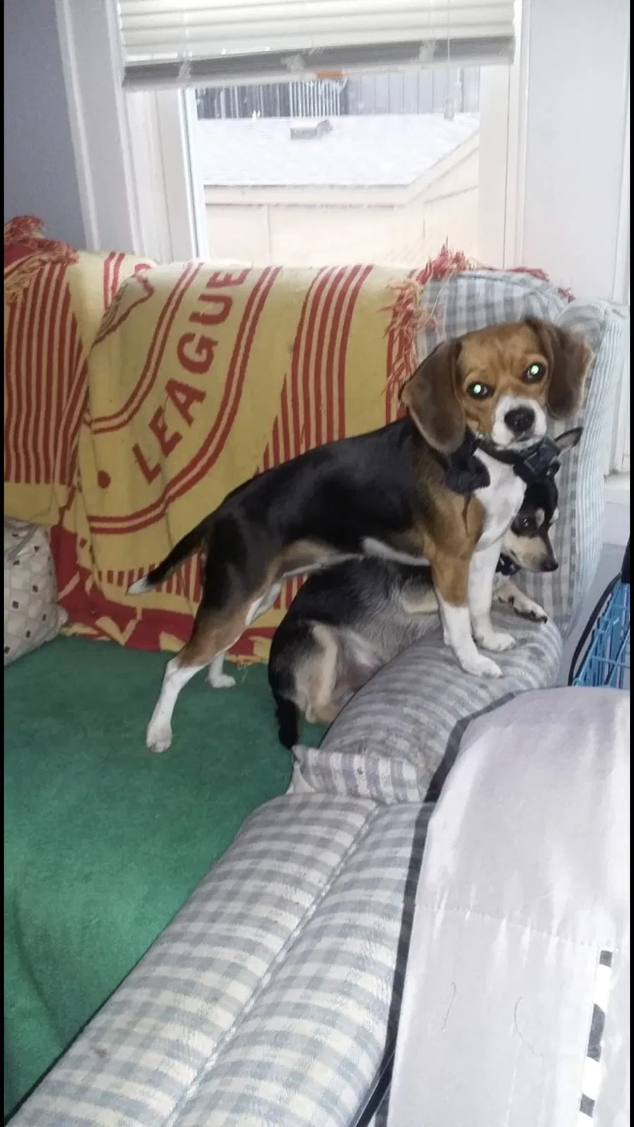 Lost dog in Independence, MO, 64055