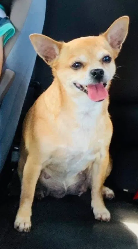 Lost dog in Zephyrhills, FL, 33541