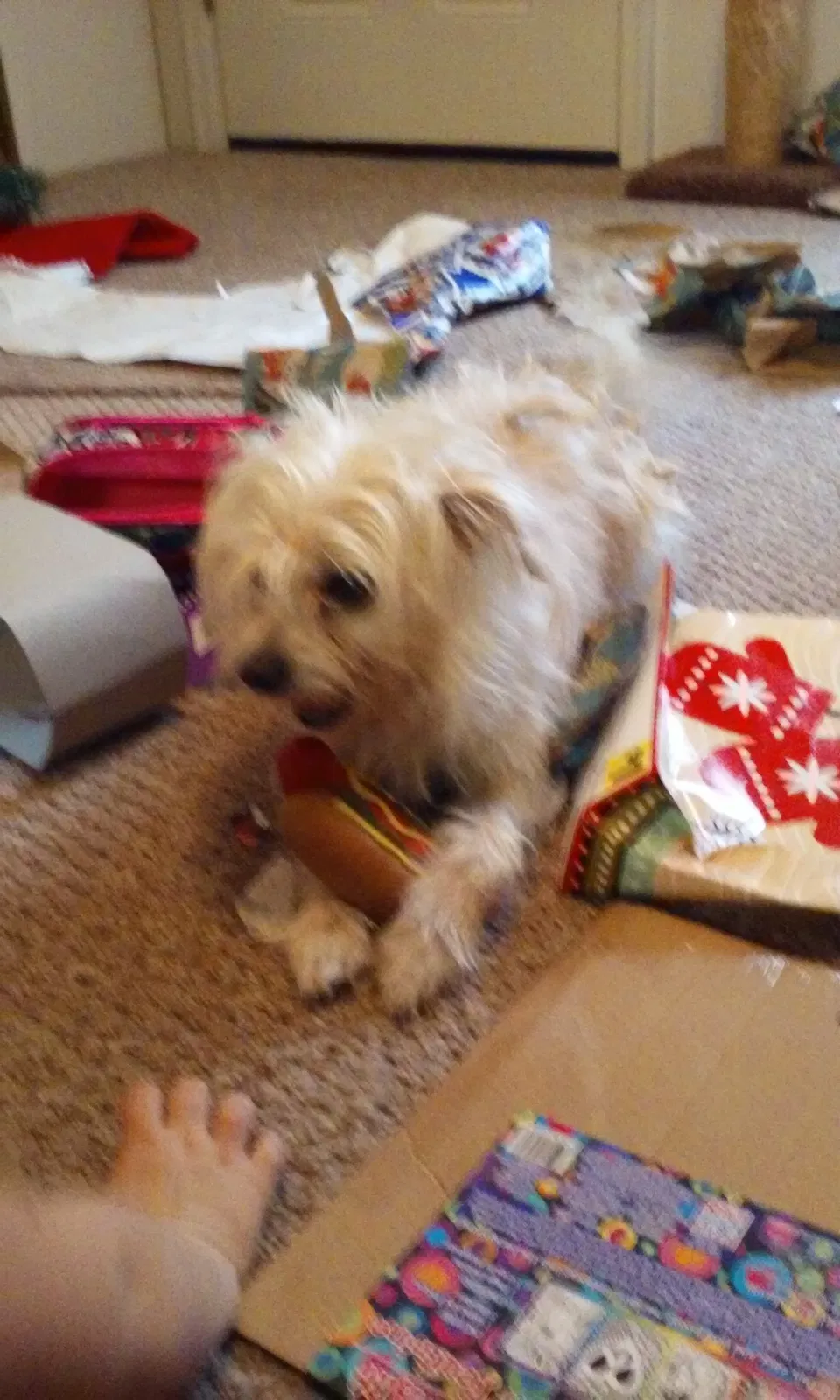Lost dog in Ocala, FL, 34475