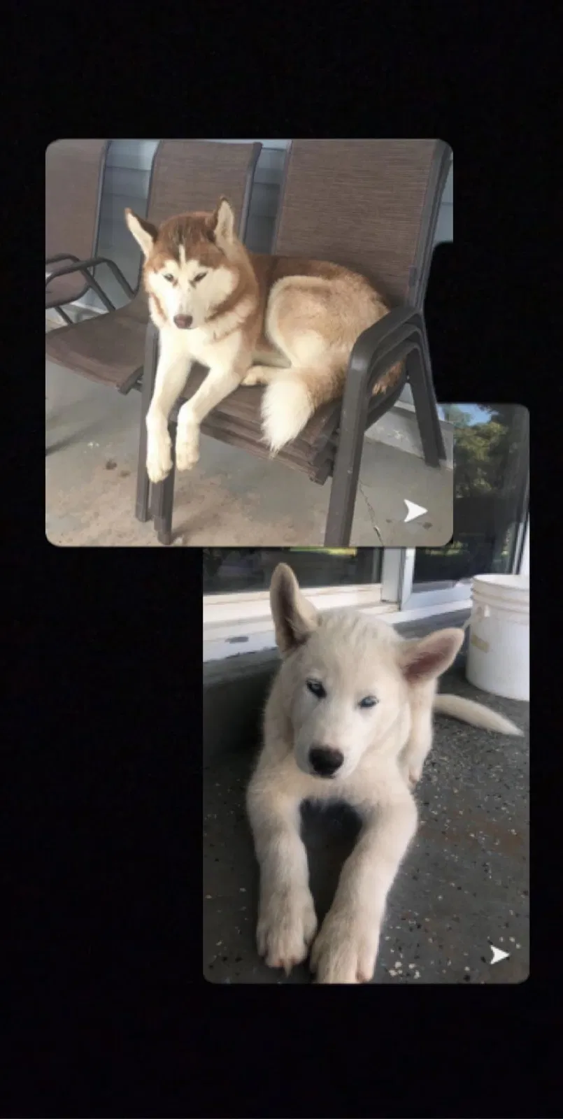 Lost dog in Layton, UT, 84041