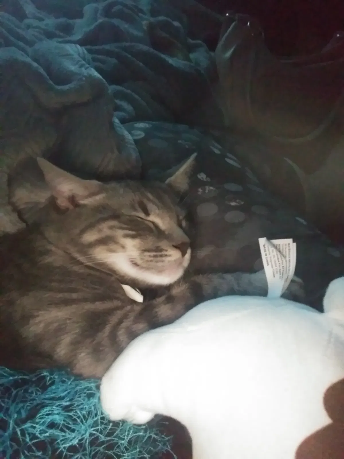 Lost cat in Simpsonville, SC, 29680