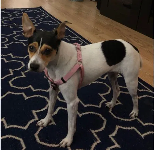 Lost dog in West End, NC, 27376