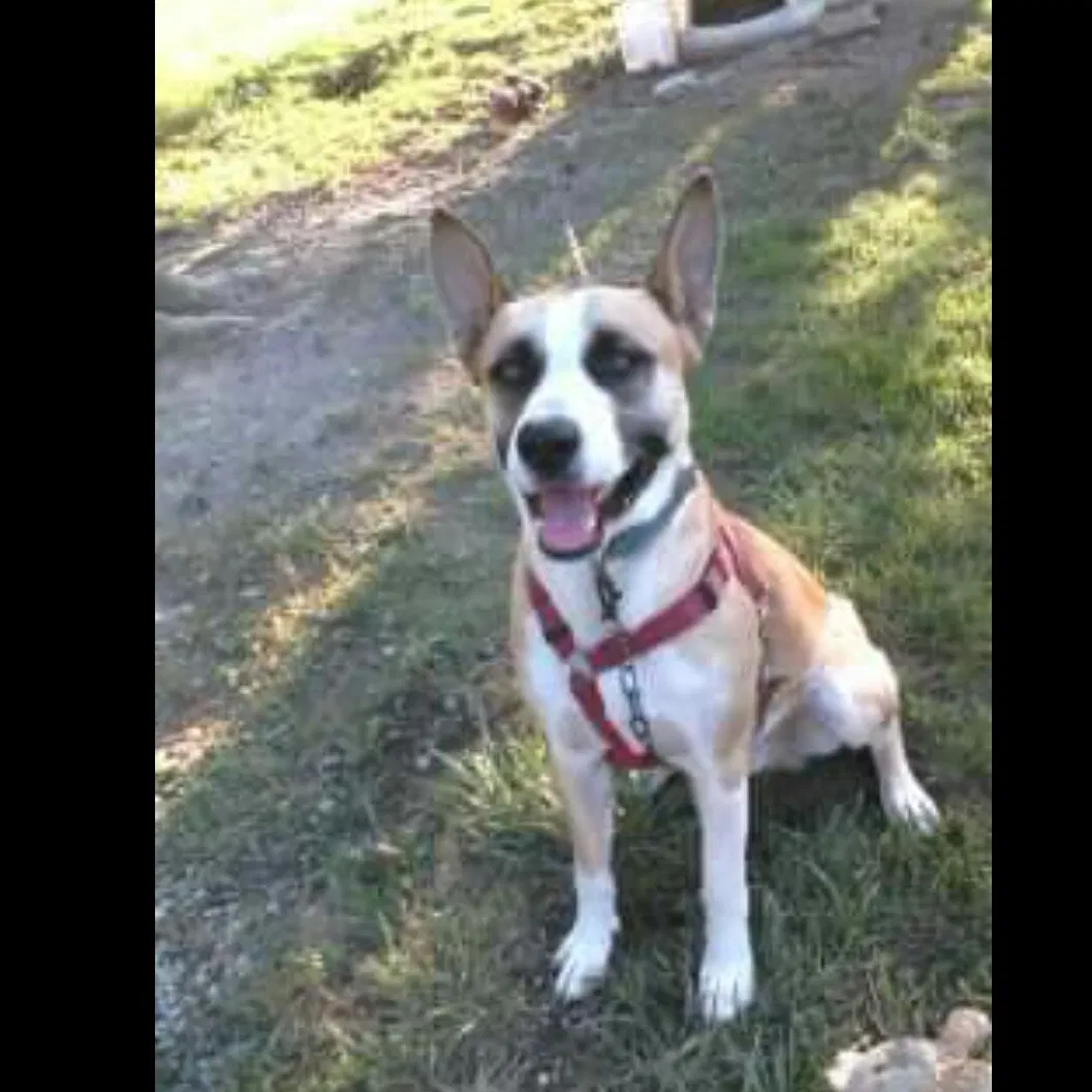 Lost dog in Greeneville, TN, 37743