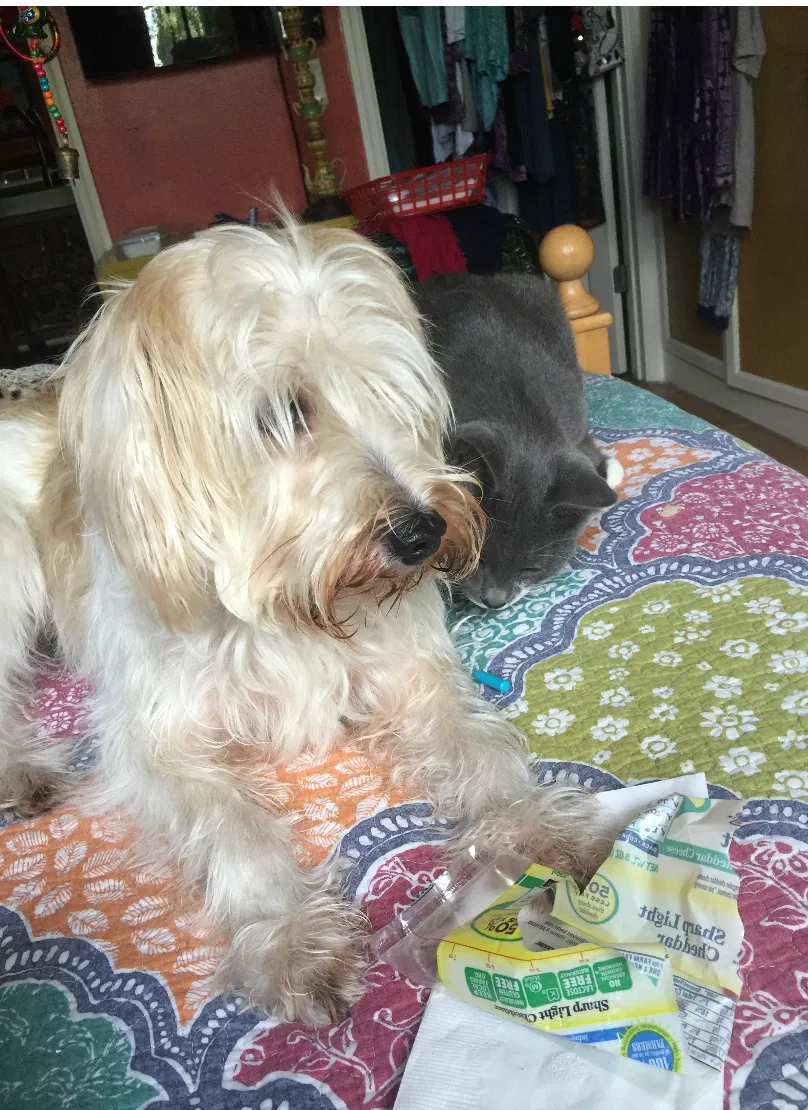 Lost dog in Lady Lake, FL, 32159