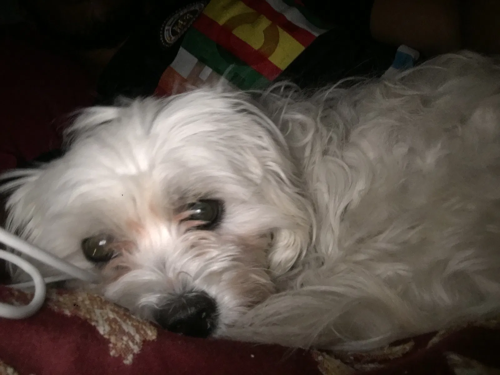 Lost dog in Florissant, MO, 63031