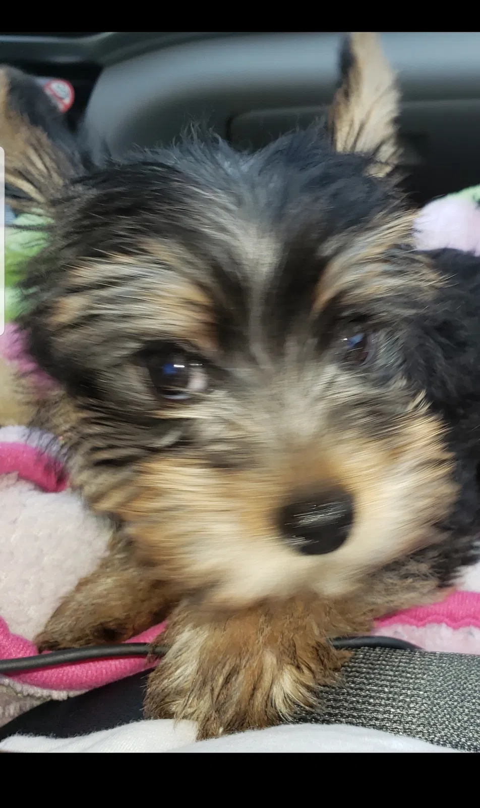 Lost dog in Lawton, OK, 73505