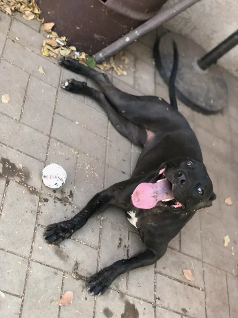 Lost dog in Fresno, CA, 93710