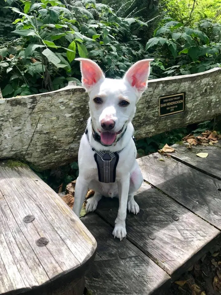 Lost dog in North Bend, WA, 98045